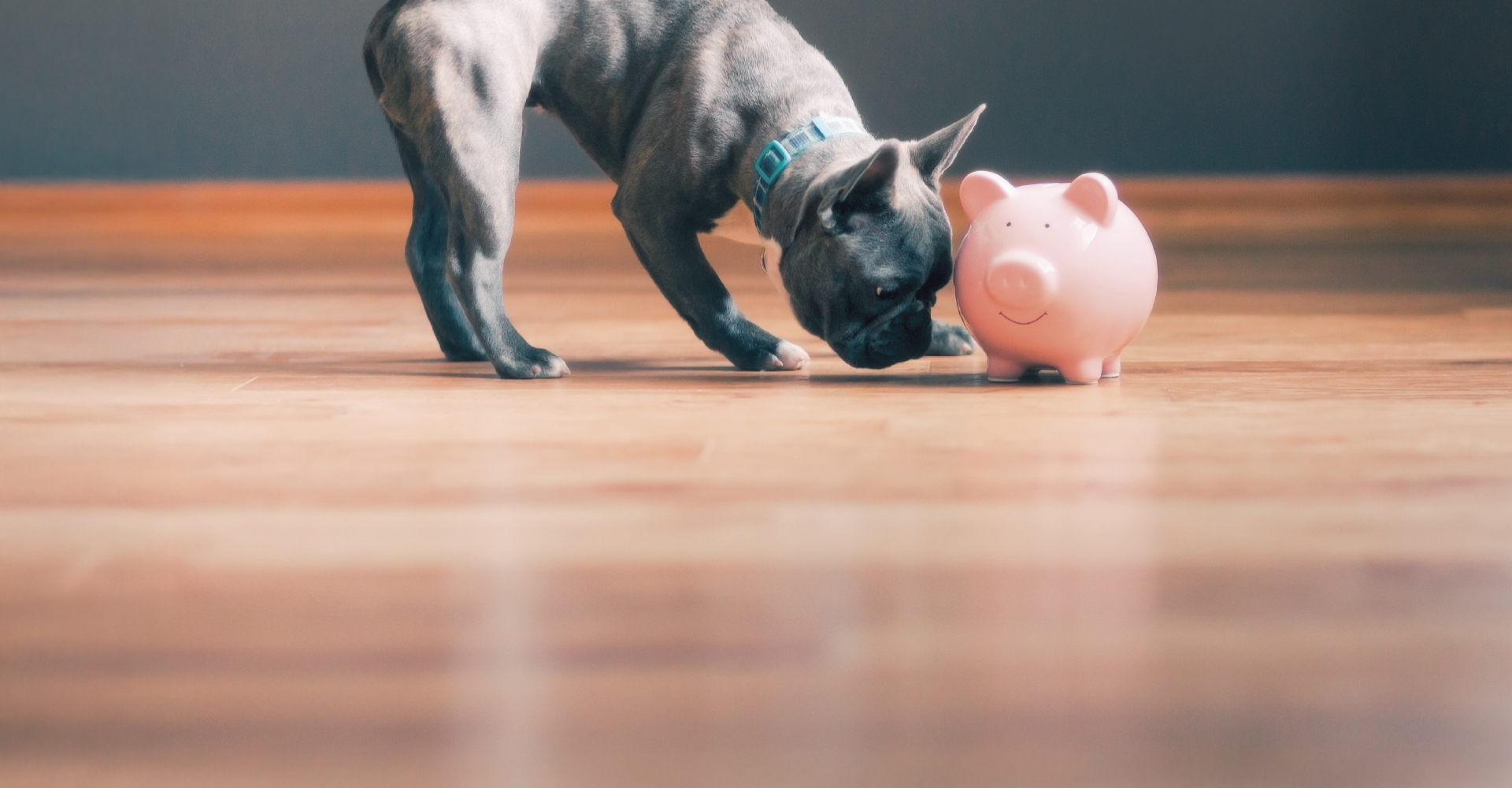 dog on a hardwood floor